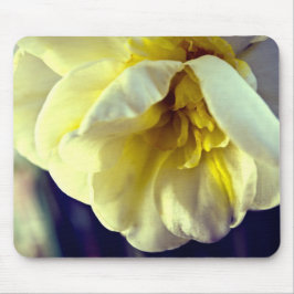 Narcissus Daffodil Musmatta