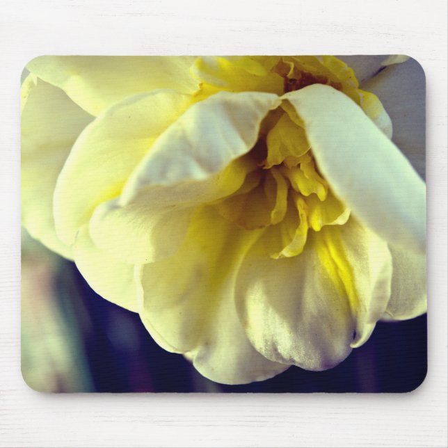 Narcissus Daffodil Musmatta (Framsidan)