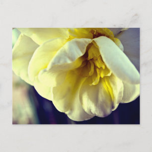Narcissus Daffodil Vykort
