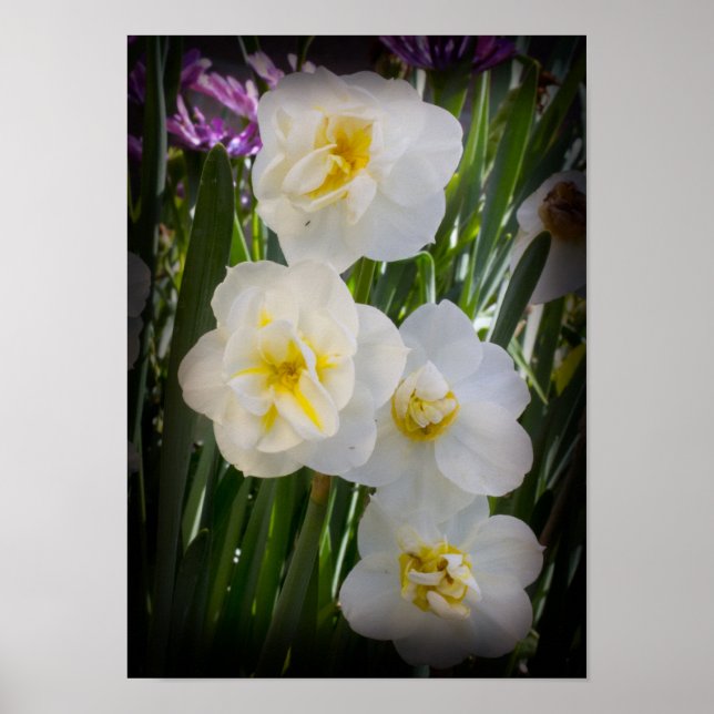 Narcissus Daffodils Poster (Framsidan)
