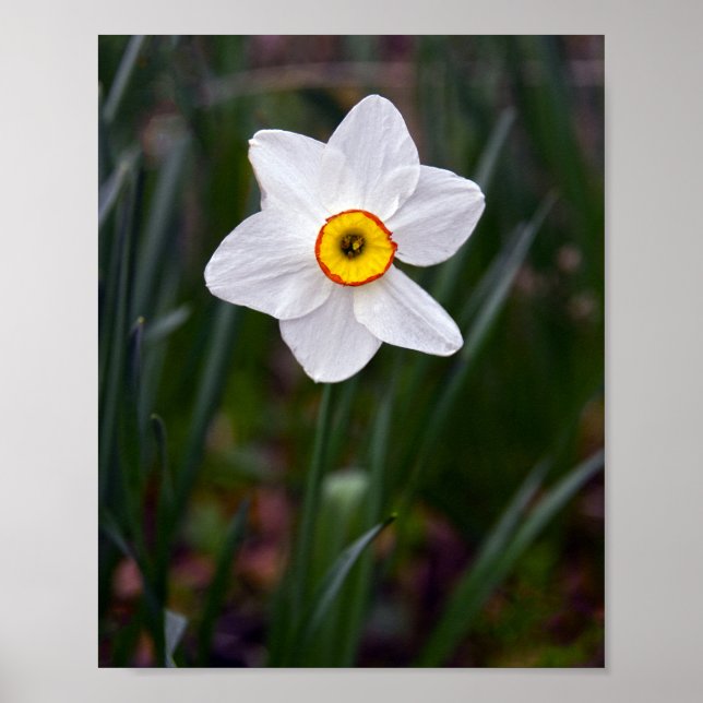 Narcissus Flower Poster (Framsidan)