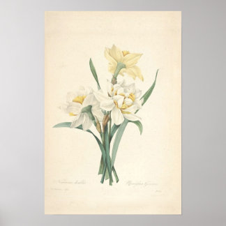 Narcissus Kanvastryck Poster