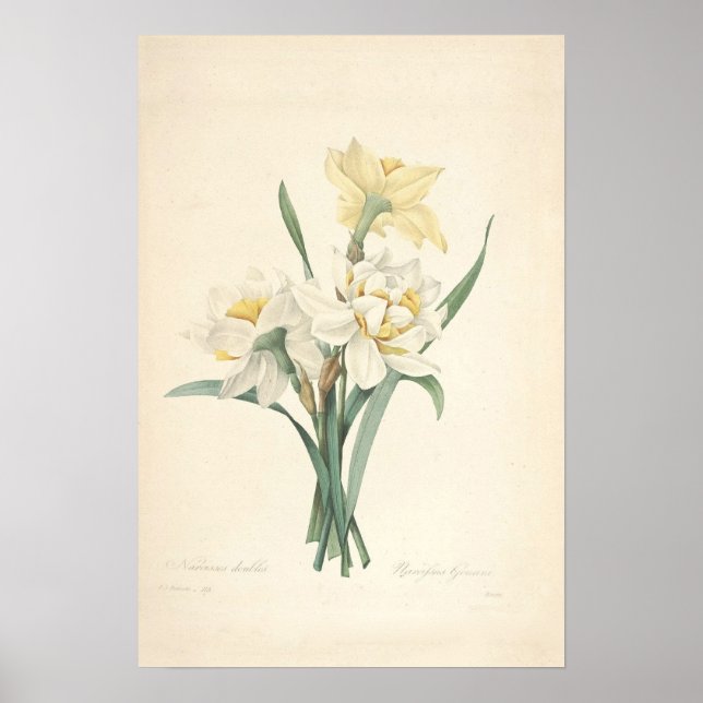 Narcissus Kanvastryck Poster (Framsidan)