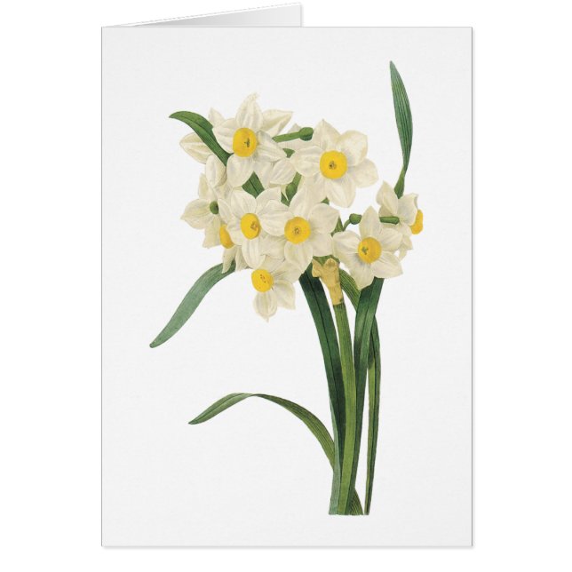 narcissus (Narcissus tazetta) från Redouté Hälsningskort (Framsidan)