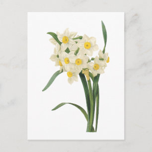 narcissus (Narcissus tazetta) från Redouté Vykort