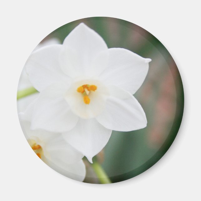 Narcissus Papyraceus Magnet (Framsidan)