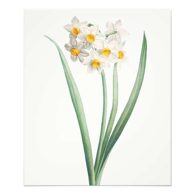 Narcissus, Pierre-Joseph Redouté, 1805 Fototryck (Framsidan)