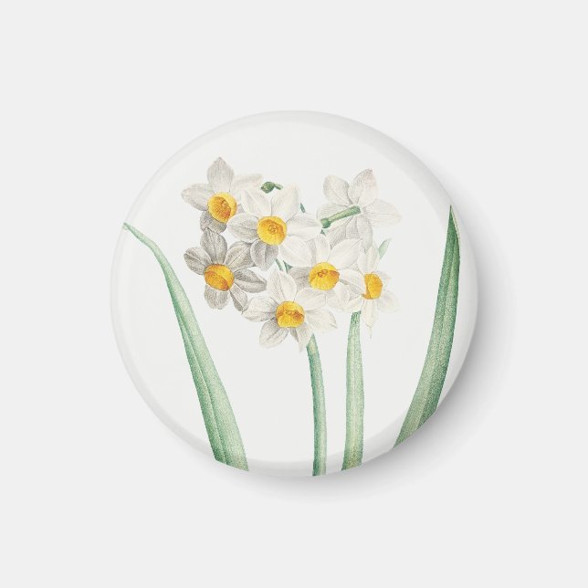 Narcissus, Pierre-Joseph Redouté, 1805 Magnet (Framsidan)