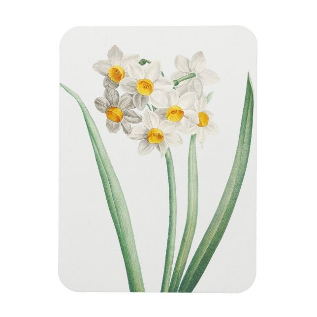 Narcissus, Pierre-Joseph Redouté, 1805 Magnet (Vertikal)