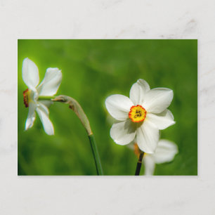 Narcissus Plant Vykort