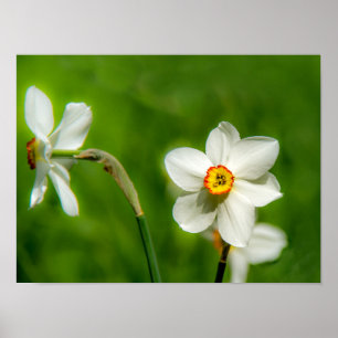 Narcissus Poster