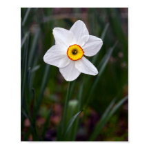 Narcissus Poster