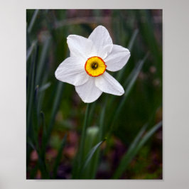 Narcissus Poster