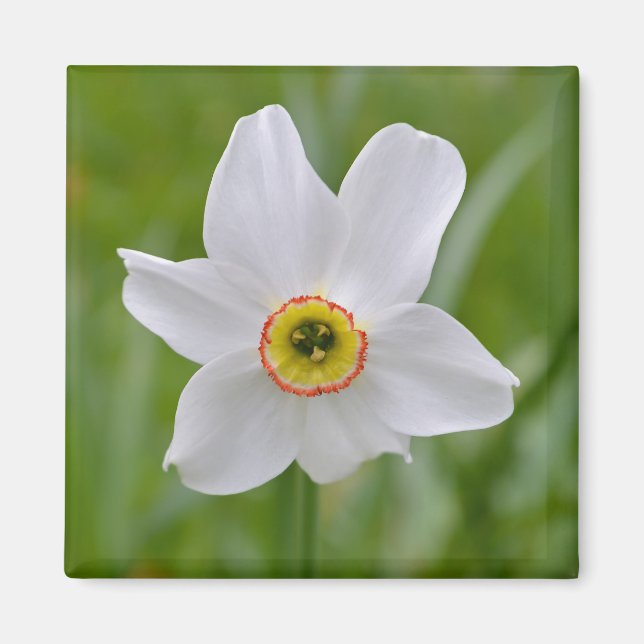 Narcissus Recurvus Flower Magnet (Framsidan)