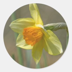 Narcissus Runt Klistermärke