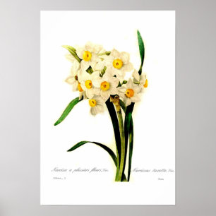 Narcissus tazetta var. poster
