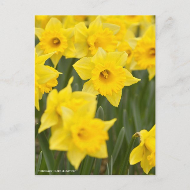 Narcissus "Tidigt Sensation" [vykort] Vykort (Framsida)