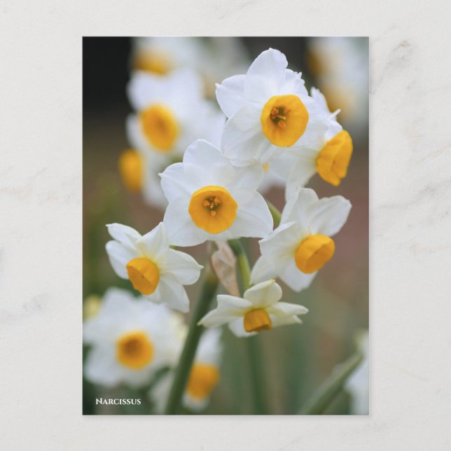 Narcissus [vykort] vykort (Framsida)