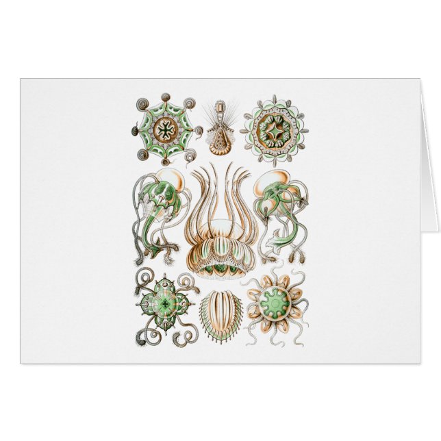 Narcomedusae Hälsningskort (Framsidan Horizontal)