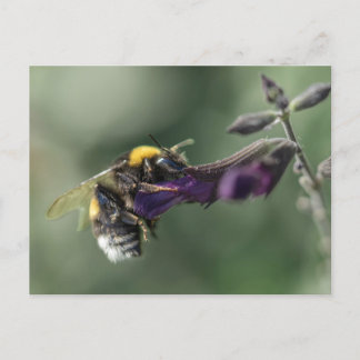 Närhet av bin på blomman vykort