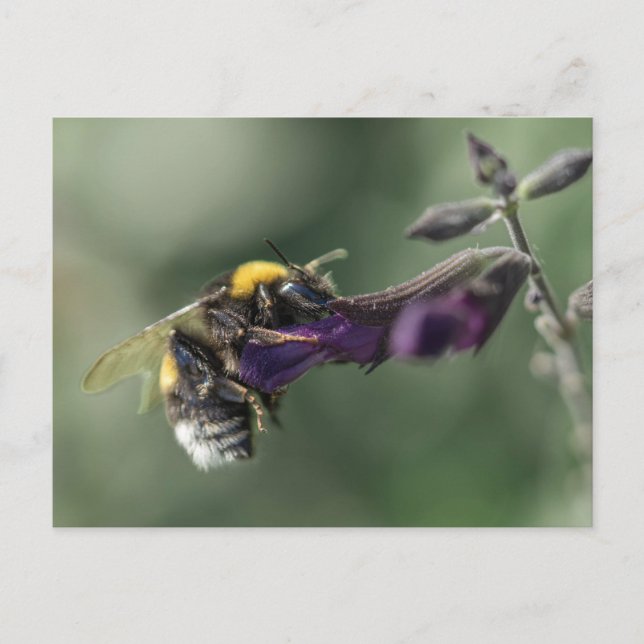 Närhet av bin på blomman vykort (Framsida)