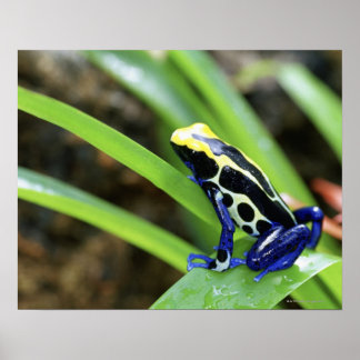 Närhet till Costa Rican Cobalt Dyeing Dart Frog Poster