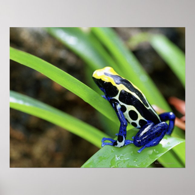 Närhet till Costa Rican Cobalt Dyeing Dart Frog Poster (Framsidan)