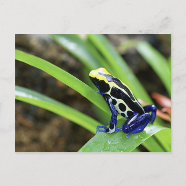 Närhet till Costa Rican Cobalt Dyeing Dart Frog Vykort (Framsida)