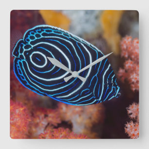 Närhet till Emperor Angelfish Fyrkantig Klocka