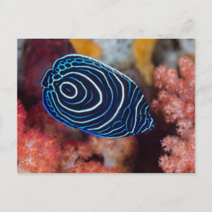 Närhet till Emperor Angelfish Vykort