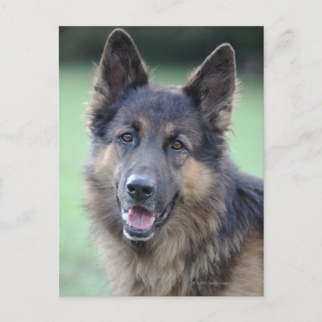 närhet till hund ansikte vykort (Framsida)