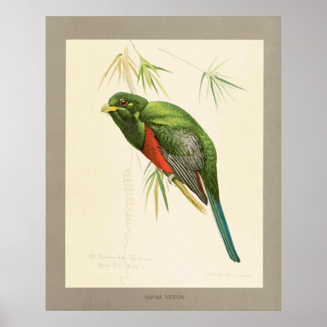 Narina Trogon Poster (Framsidan)