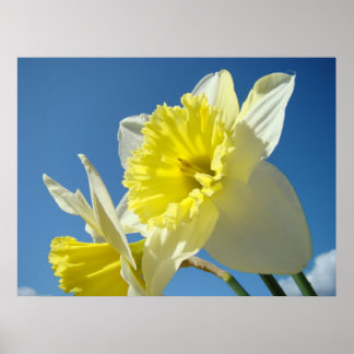 NARKISSBLOMMOR 23 Narcissblommor Konsttryck Poster