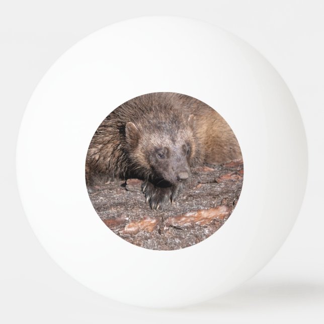 Närkontakt med järv pingisboll (Framsidan)