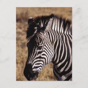 Närmare porträtt om Zebra - Zimbabwe Vykort