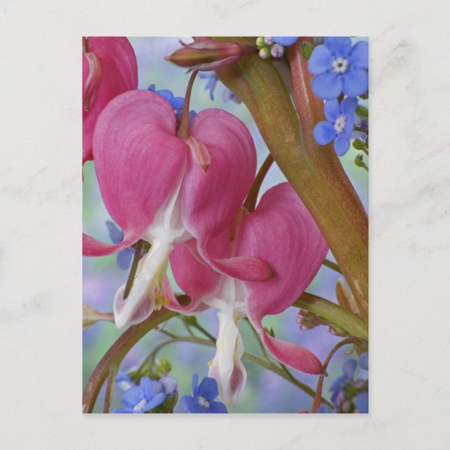 Närmare uppgifter om blödningshjärtan och Brunnera Vykort (Framsida)