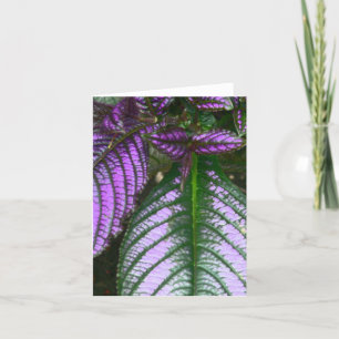 NÄRMARE/VÄXTER/LILA OCH GRÖNT/PERSIAN SHIELD KORT