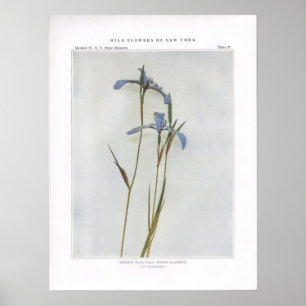Narrow Blue Flagga; Poison Flagroot Poster