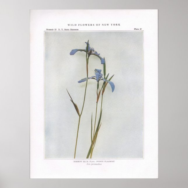 Narrow Blue Flagga; Poison Flagroot Poster (Framsidan)