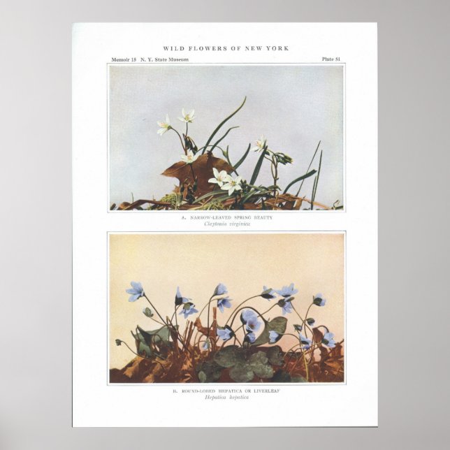 Narrow-Leaved Vår Beauty - Claytonia virginica Poster (Framsidan)