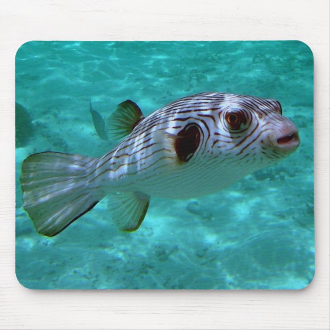 Narrow-lines Puffer Fish Musmatta (Framsidan)