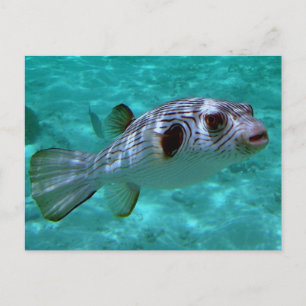Narrow-lines Puffer Fish Vykort