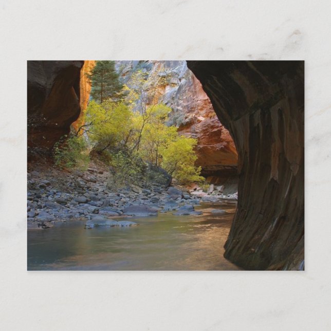 Narrows in Zion nationalpark Vykort (Framsida)