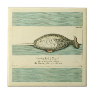 Narwhal Antique Whale Watercolor Painting Kakelplatta