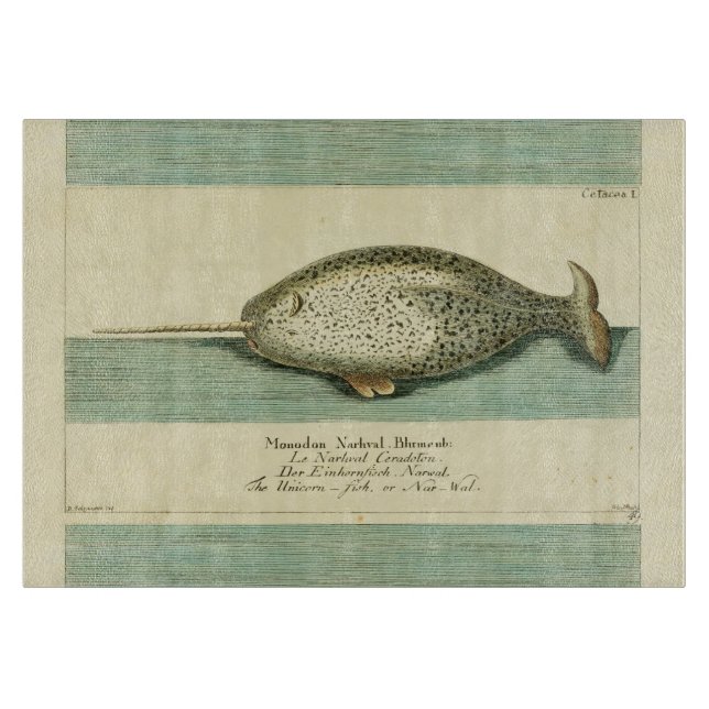 Narwhal Antique Whale Watercolor Scientific Art (Framsidan)