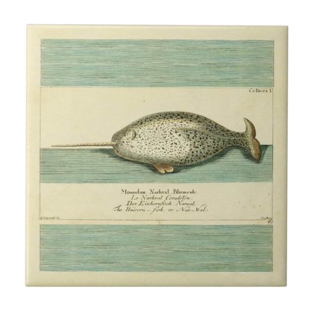 Narwhal Antique Whale Watercolor Scientific Art Kakelplatta (Framsidan)