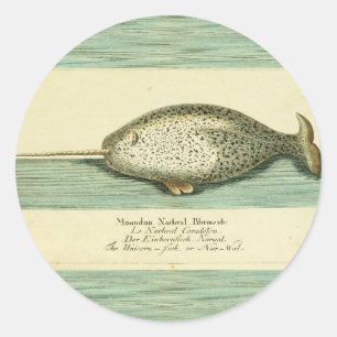 Narwhal Antique Whale Watercolor Scientific Art Runt Klistermärke