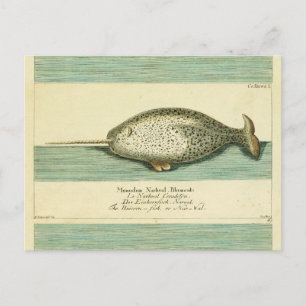Narwhal Antique Whale Watercolor Scientific Art Vykort