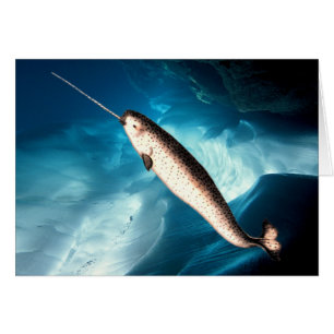 Narwhal kort