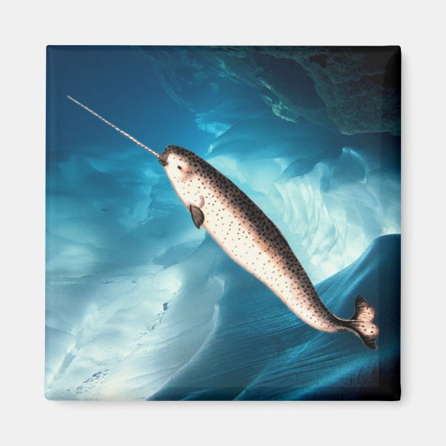 Narwhal Magnet (Framsidan)
